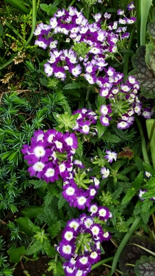 【ちなつ春のお花編】😄🌼✨