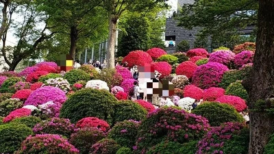 【ちなつツツジ編】😄🌼✨