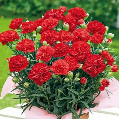 ✨🌼5月誕生花🌼✨カーネーション🌼✨