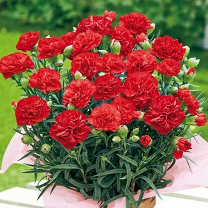 ✨🌼５月誕生花🌼✨カーネーション🌼✨