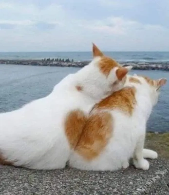 おっはニャンฅ•ﻌ•ฅ☀️✨