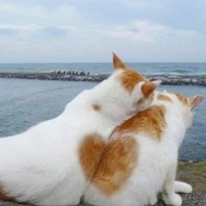 おっはニャンฅ•ﻌ•ฅ☀️✨