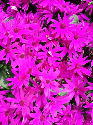 【ちなつ春のお花編】😄🌼✨