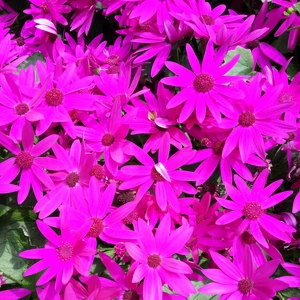 【ちなつ春のお花編】😄🌼✨
