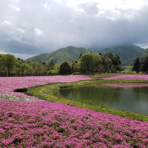 【ちなつ芝桜編】😄🌸✨