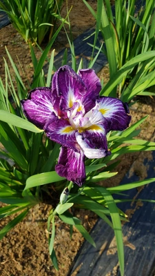【ちなつ菖蒲編】😄🌼✨