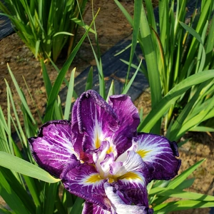 【ちなつ菖蒲編】😄🌼✨