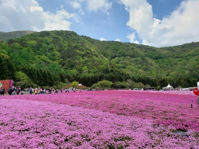 【ちなつ芝桜編】😄🌸✨