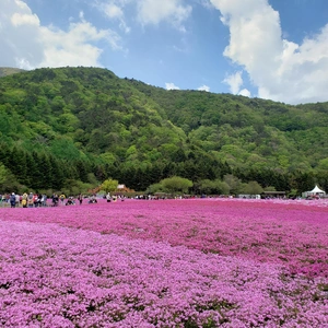 【ちなつ芝桜編】😄🌸✨