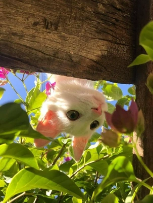 おっはニャンฅ•ﻌ•ฅ☀️✨