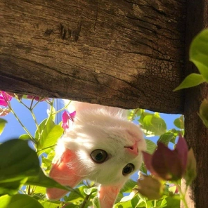 おっはニャンฅ•ﻌ•ฅ☀️✨
