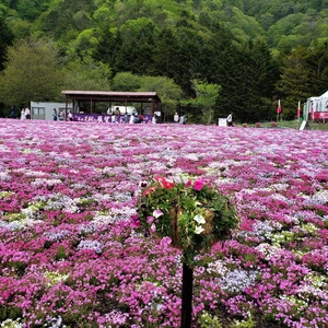 【ちなつ芝桜編】😄🌸✨
