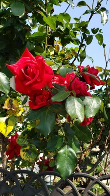 【ちなつ夏薔薇編】😄🌹✨