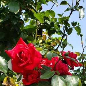 【ちなつ夏薔薇編】😄🌹✨
