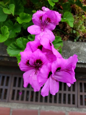 【ちなつ夏のお花編】😄🌼✨