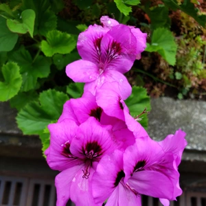 【ちなつ夏のお花編】😄🌼✨
