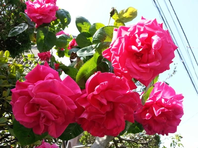 【ちなつ夏薔薇編】😄🌹✨