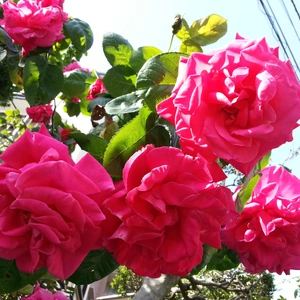【ちなつ夏薔薇編】😄🌹✨