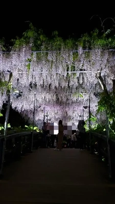 【ちなつ大藤ライトアップ編】😄🌼✨
