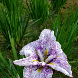 【ちなつ菖蒲編】😄🌼✨