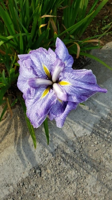 【ちなつ菖蒲編】😄🌼✨