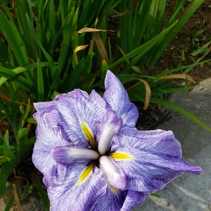【ちなつ菖蒲編】😄🌼✨
