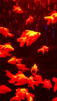 【ちなつアクアリウム編】😄🐟✨