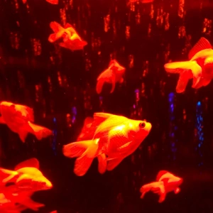 【ちなつアクアリウム編】😄🐟✨