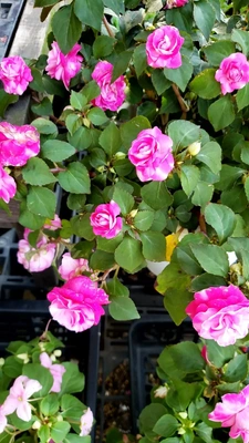 【ちなつ夏薔薇編】😄🌹✨