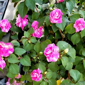 【ちなつ夏薔薇編】😄🌹✨