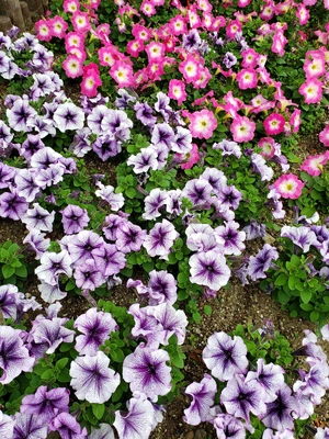 【ちなつ夏のお花編】😄🌼✨