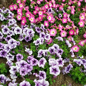 【ちなつ夏のお花編】😄🌼✨