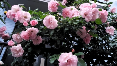【ちなつ夏薔薇編】😄🌹✨