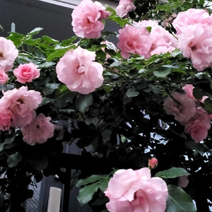【ちなつ夏薔薇編】😄🌹✨
