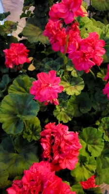 【ちなつ夏のお花編】😄🌼✨