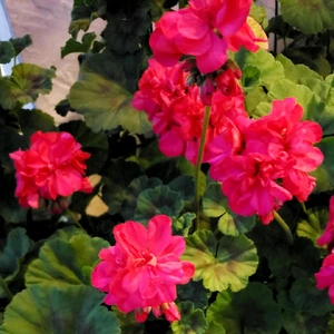 【ちなつ夏のお花編】😄🌼✨