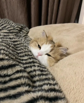 おっはニャンฅ•ﻌ•ฅ☁️