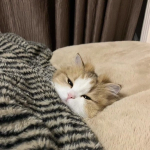 おっはニャンฅ•ﻌ•ฅ☁️
