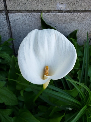 【ちなつ夏のお花編】😄🌼✨