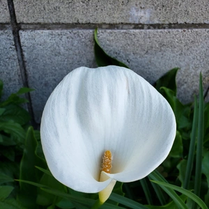 【ちなつ夏のお花編】😄🌼✨