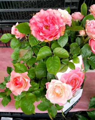 【ちなつ夏薔薇編】😄🌹✨