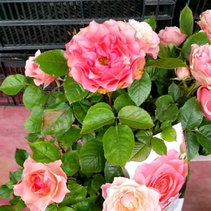 【ちなつ夏薔薇編】😄🌹✨