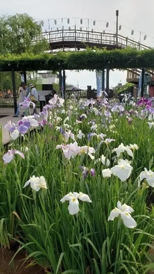 【ちなつ菖蒲編】😄🌼✨