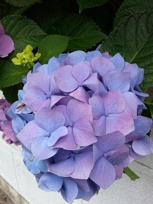 【ちなつ紫陽花編】😄🌼✨