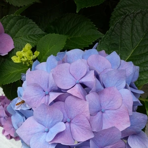 【ちなつ紫陽花編】😄🌼✨
