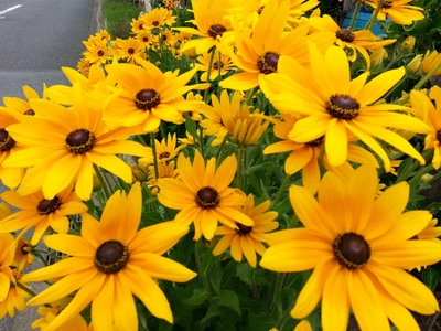 【ちなつ夏のお花編】😄🌼✨