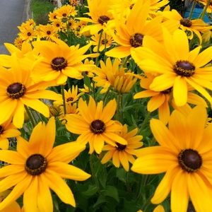 【ちなつ夏のお花編】😄🌼✨