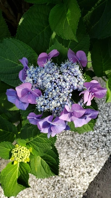 【ちなつ紫陽花編】😄🌼✨