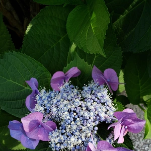 【ちなつ紫陽花編】😄🌼✨