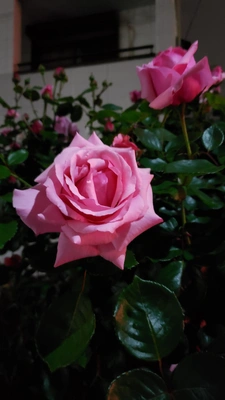 【ちなつ夏薔薇編】😄🌹✨